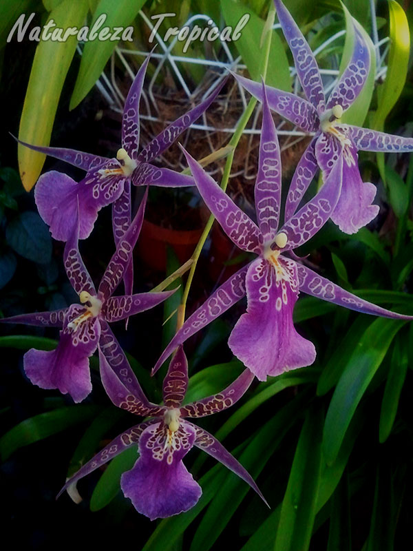 Orquídea del género Brassia, planta epífita