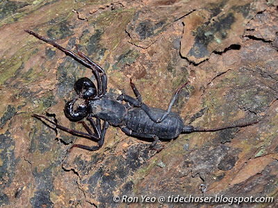 Whip Scorpions (Order Thelyphonida) 