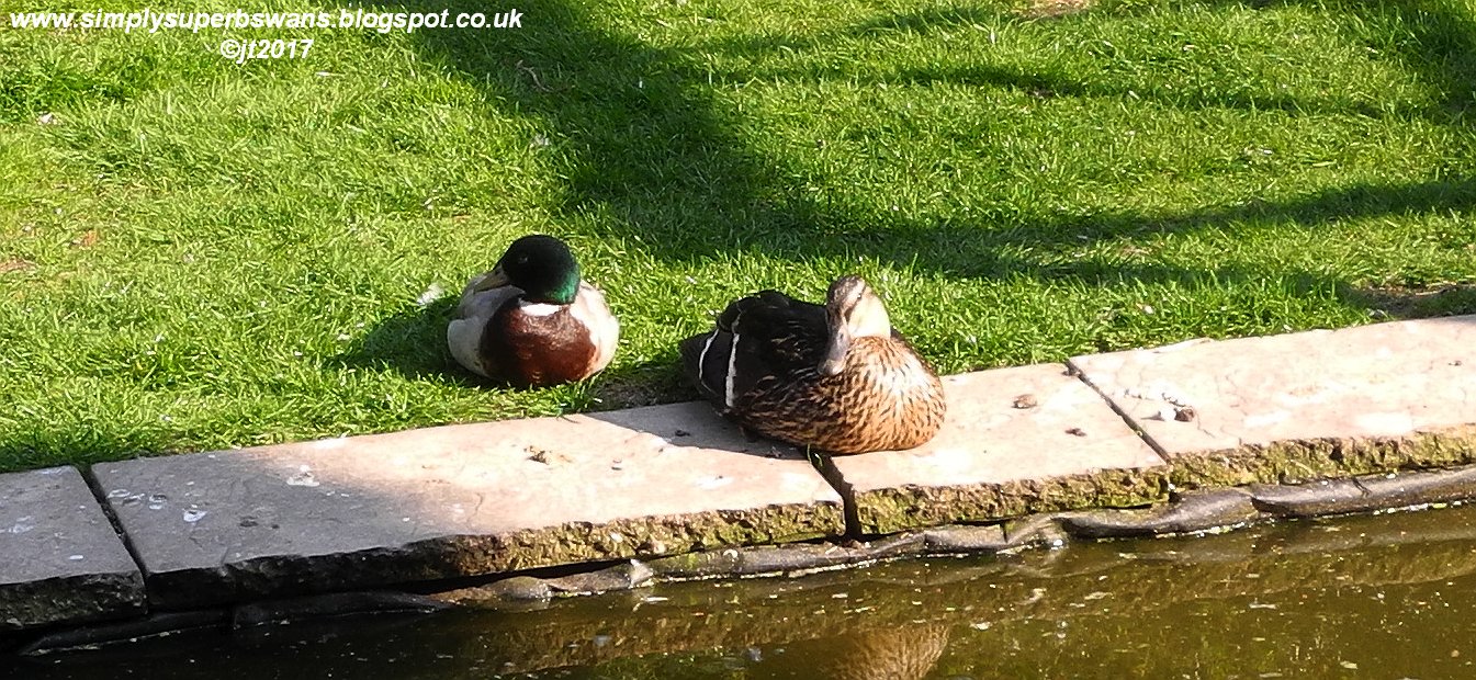 Simply Superb Swans: New Season Ducklings