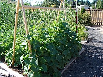 Five Reasons To Grow Cucumbers On A Trellis (And Taking Up Less Space ...