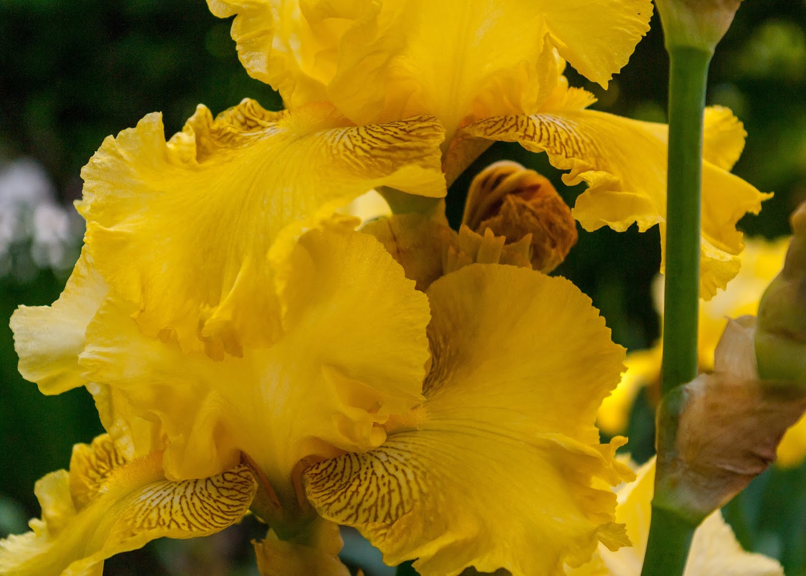 NEW SAVANNA May flowers