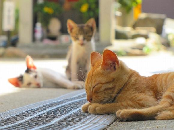 Khám phá 11 "thánh địa" nổi tiếng dành cho mèo tại Nhật Bản
