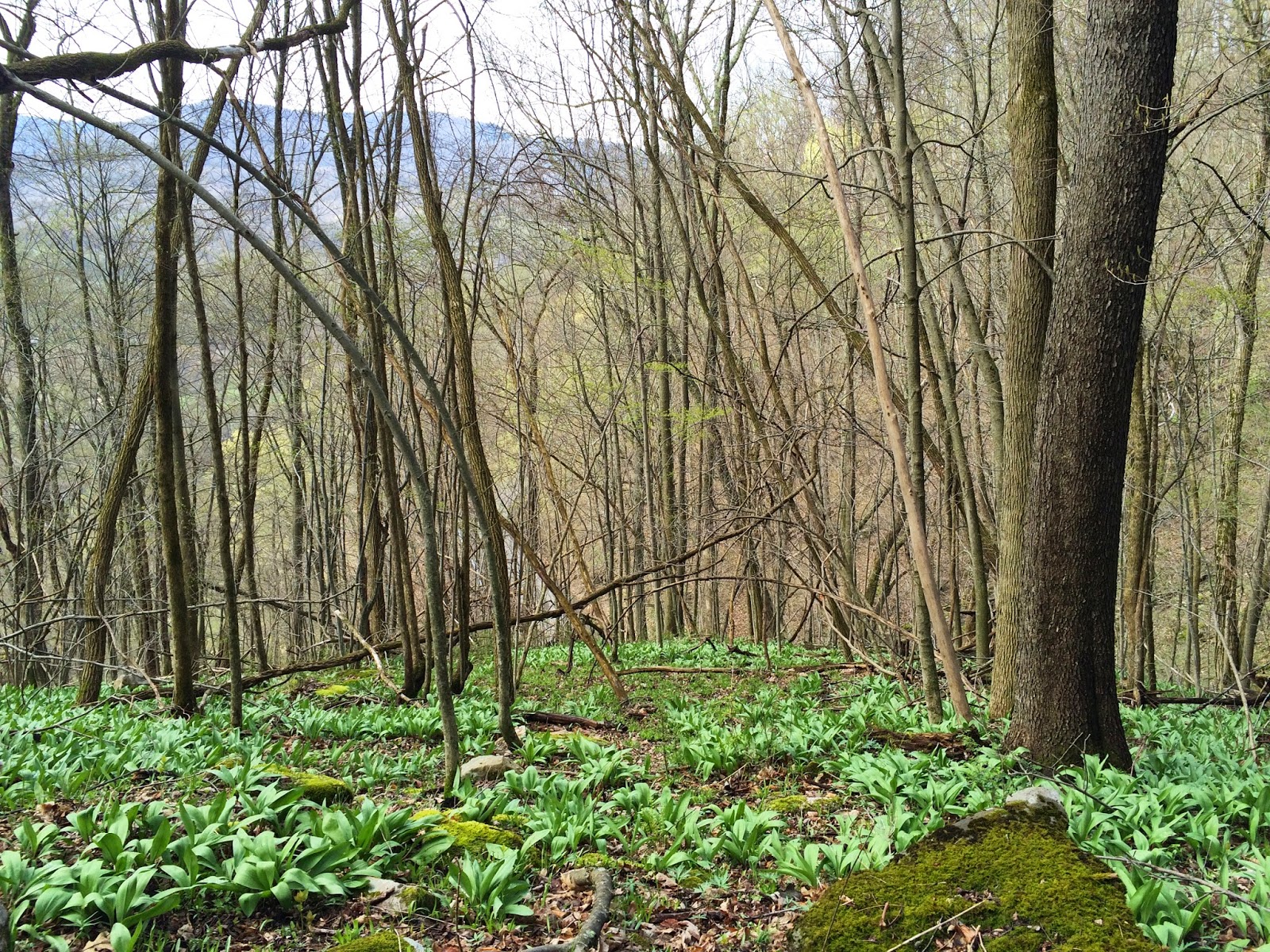 Dogs Run Farm® Wild West Virginia Ramps