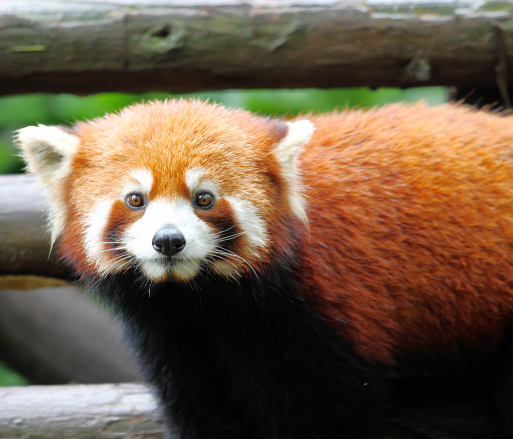 The Red Panda | Fun Animals Wiki, Videos, Pictures, Stories
