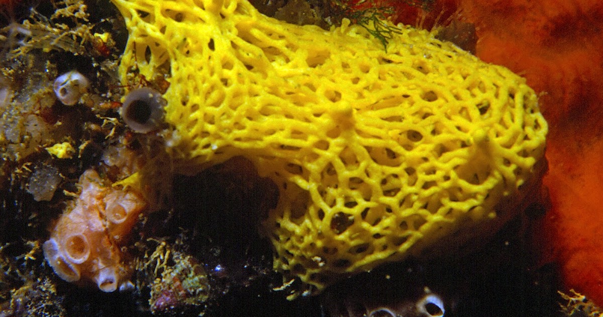 Info animales ESPONJAS CALCÁREAS