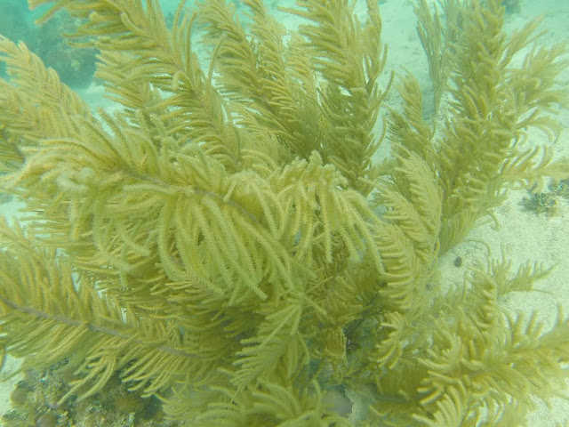 sea plant