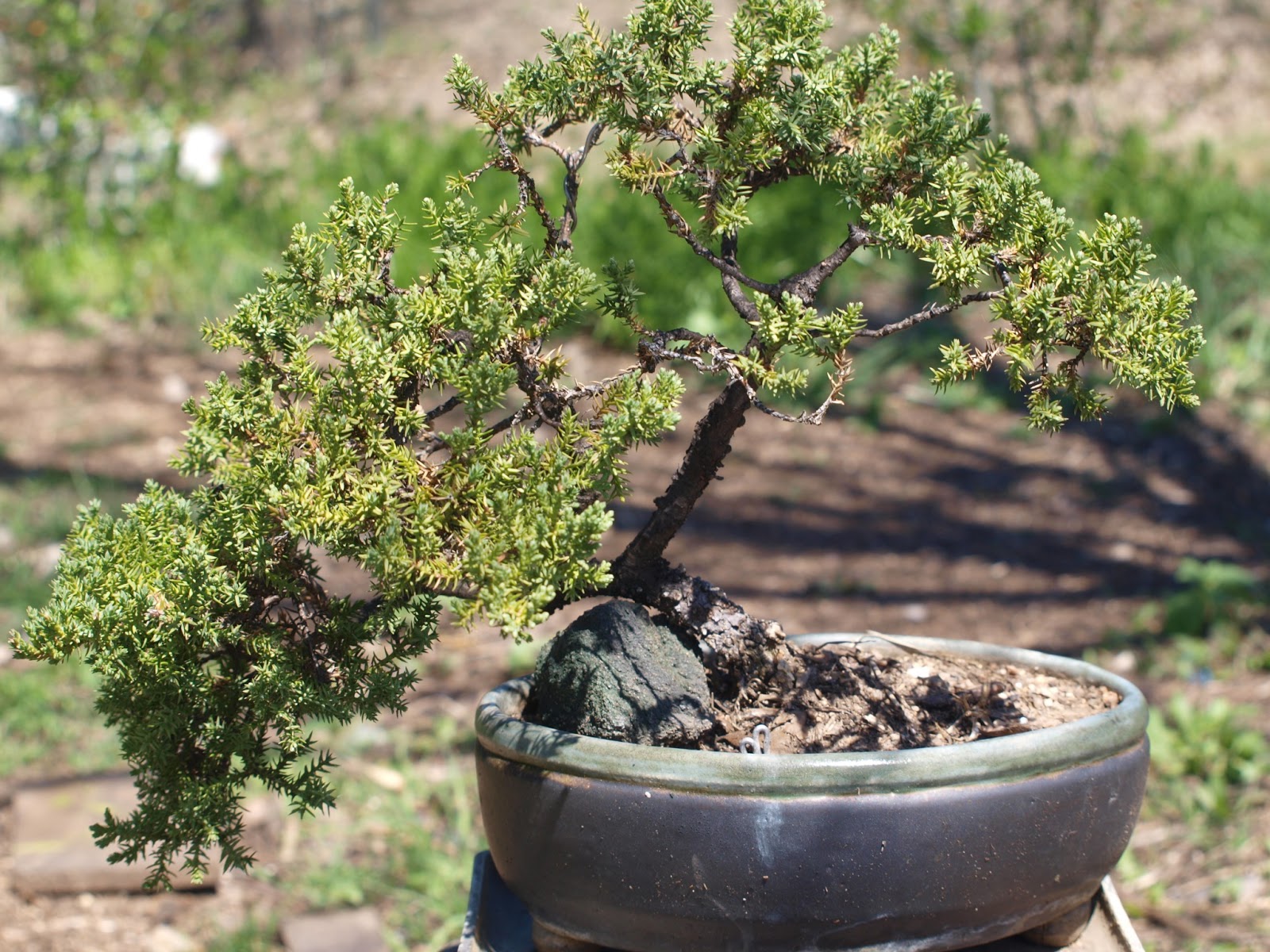 48+ How To Keep Bonsai Alive most complete Hobby plan