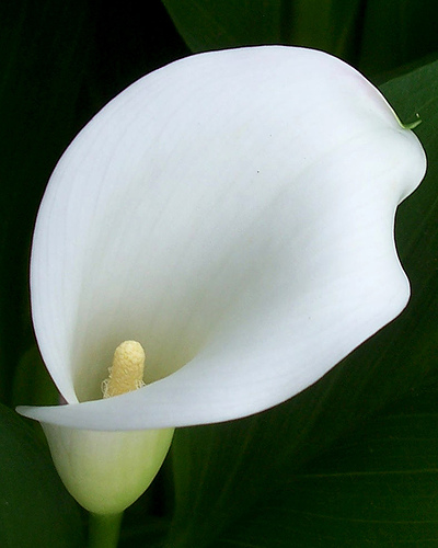 Peace Lily Plant Benefits Information peace-lily-plant-benefits-information