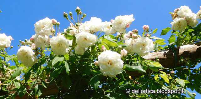 rosa del giardino visitabile della fattoria didattica dell ortica a Savigno Valsamoggia Bologna vicino Zocca nell Appennino