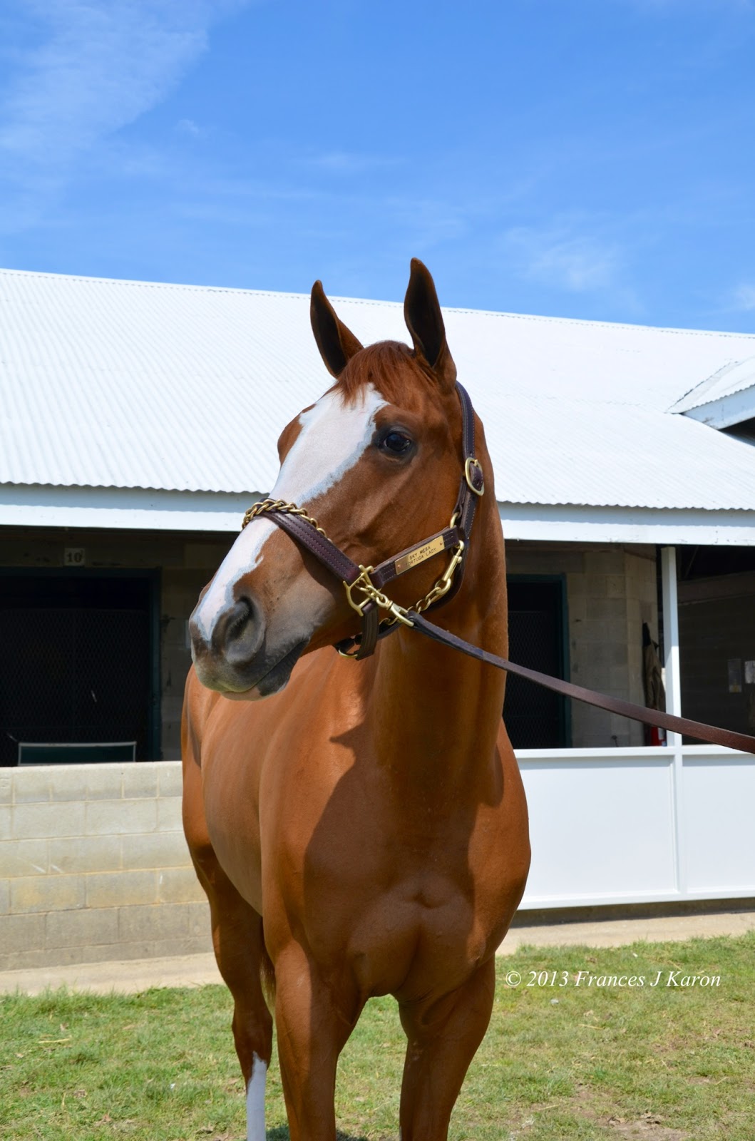 Running Rough Shod Keeneland April 2yo sale horses