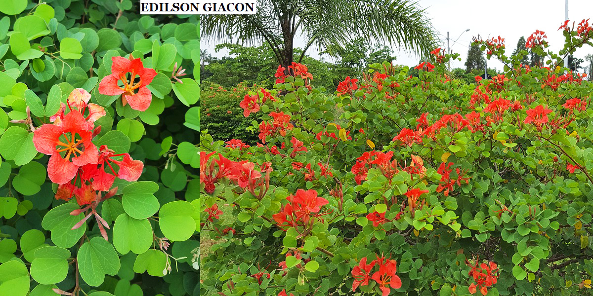 Viveiro Ciprest - Plantas Nativas e Exóticas: Bauhínia Vermelha Galpini (  Bauhinia galpinii )