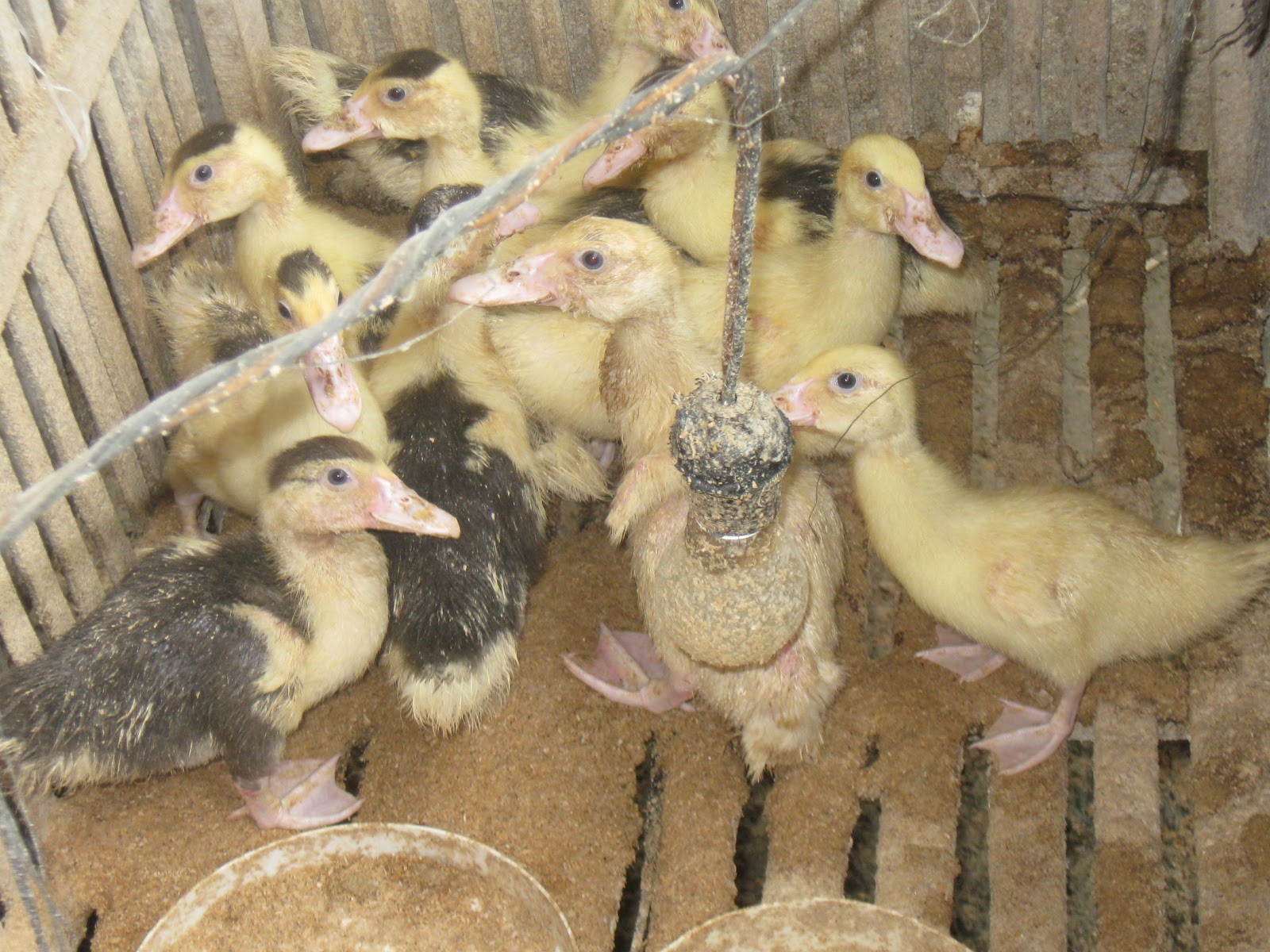 Cara Membuat Pakan Entok Alternatif dan Murah Cara Membuat Pakan Entok Alternatif dan Murah