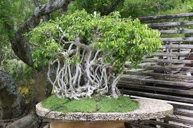 Cara Membuat Bonsai Beringin Dalam Pot