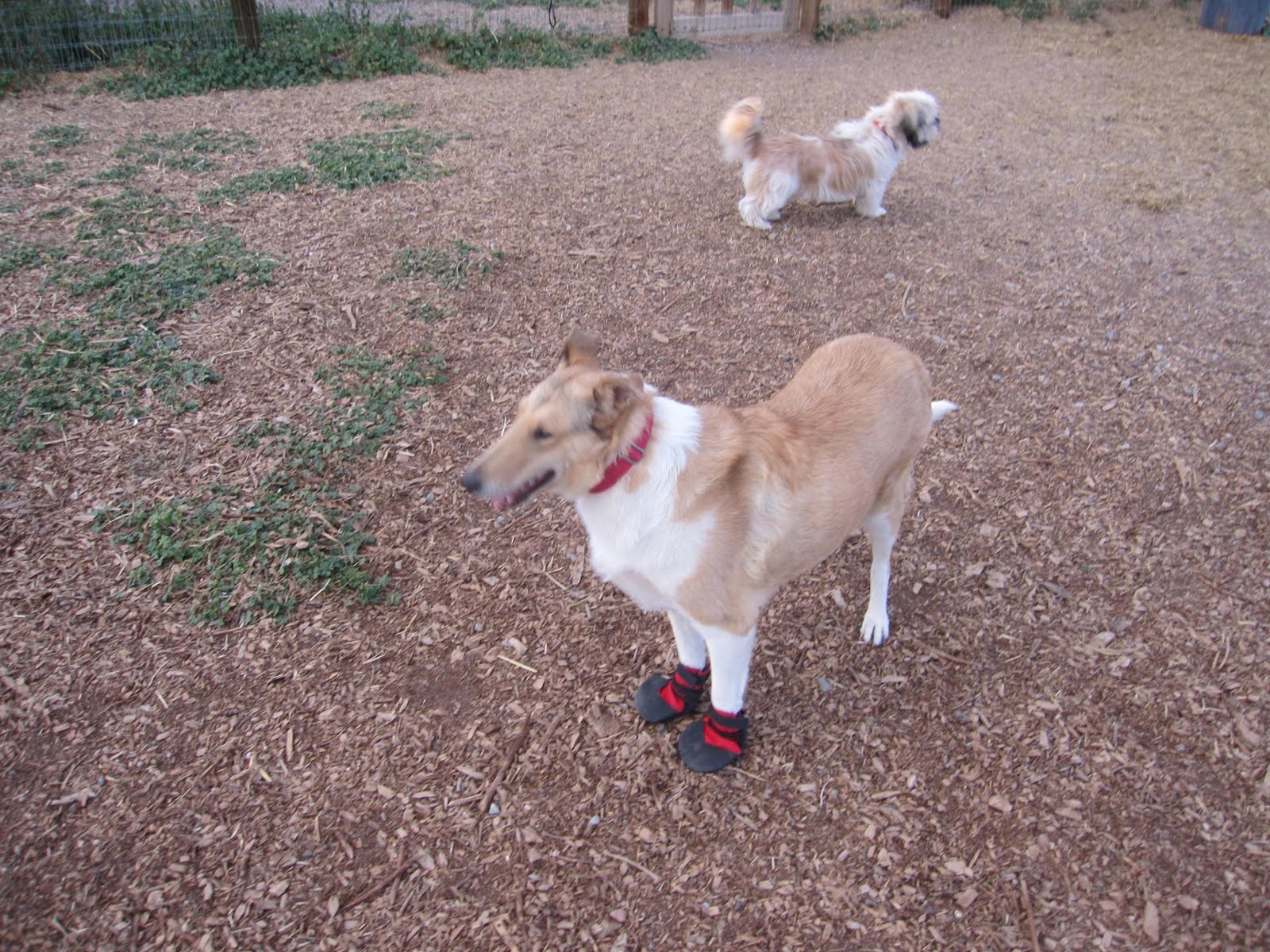 Gizmo Discarded Dog Diary Attack of the Goatheads Dogs do not