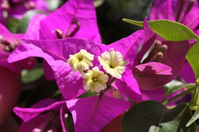 Violet Bougainvillea flowers