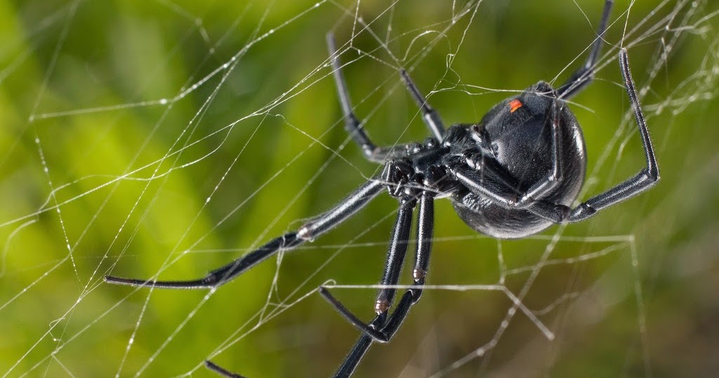 Biodiversity of British Columbia New 2014 Spiders of British Columbia Checklist Now Available Biodiversity of British Columbia New 2014 Spiders of British Columbia Checklist Now Available