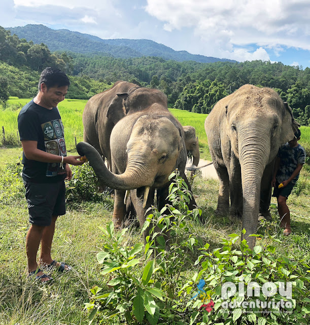 Elephant Pride Sanctuary Day Care in Chiang Mai