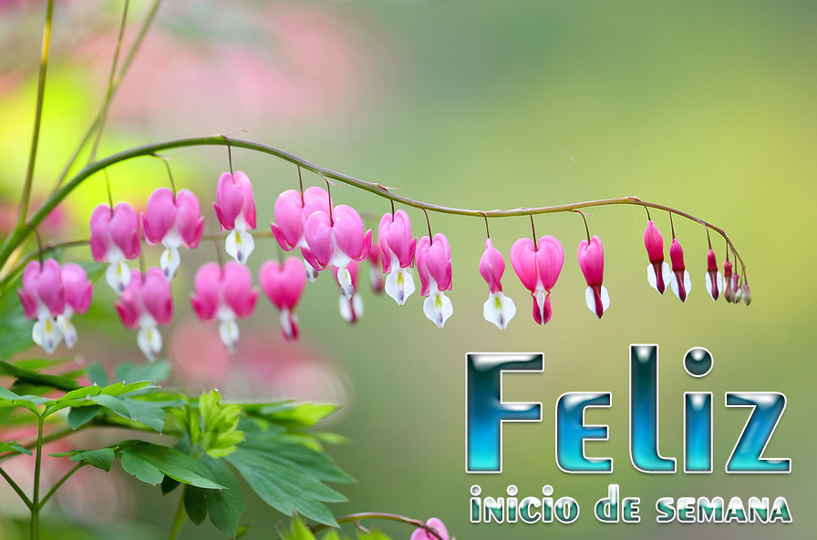 Resultado de imagen para feliz inicio de semana