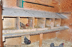 chicken coop nesting boxes farm need laying chickens coops roost building egg eggs know space cobble hill lifeatcobblehillfarm they