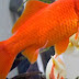 How to feed and keep Healthy Goldfish?