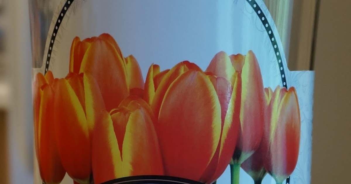 Exploring Trader Joe's Trader Joe's Tulip Bulbs