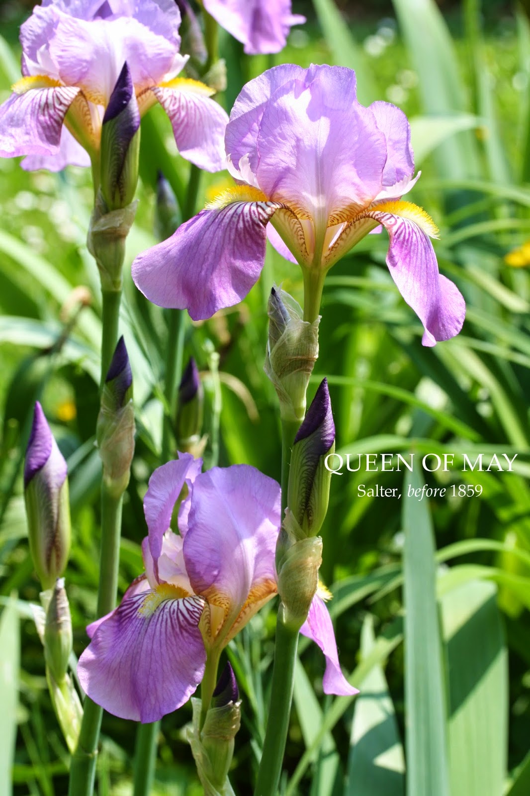 Historic Tall bearded Iris QUEEN OF MAY HERITAGE IRISES