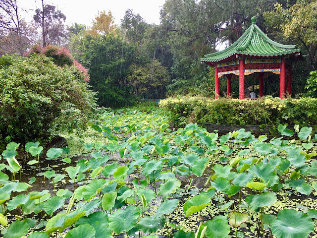 台北植物園｜周日步道課｜蝌蚪池塘｜羊駝老師｜蓮花池