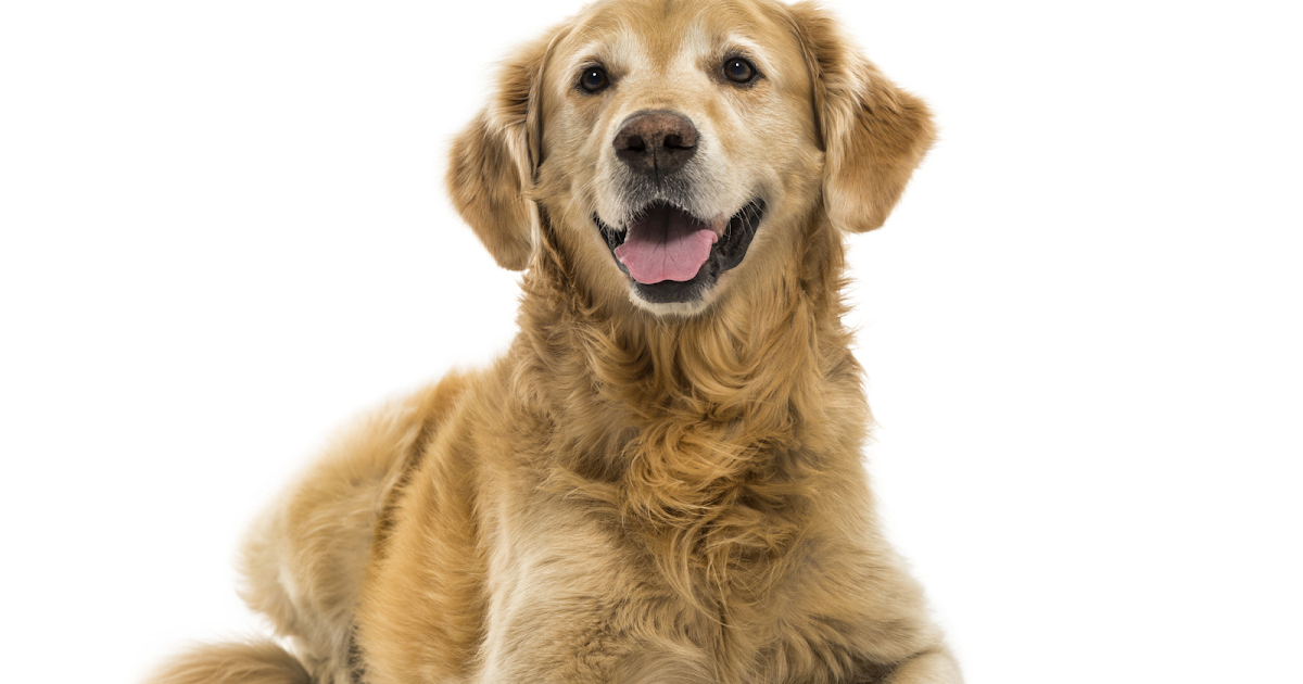 Dressage chien : Comment dresser son chien rapidement Dressage chien : Comment dresser son chien rapidement