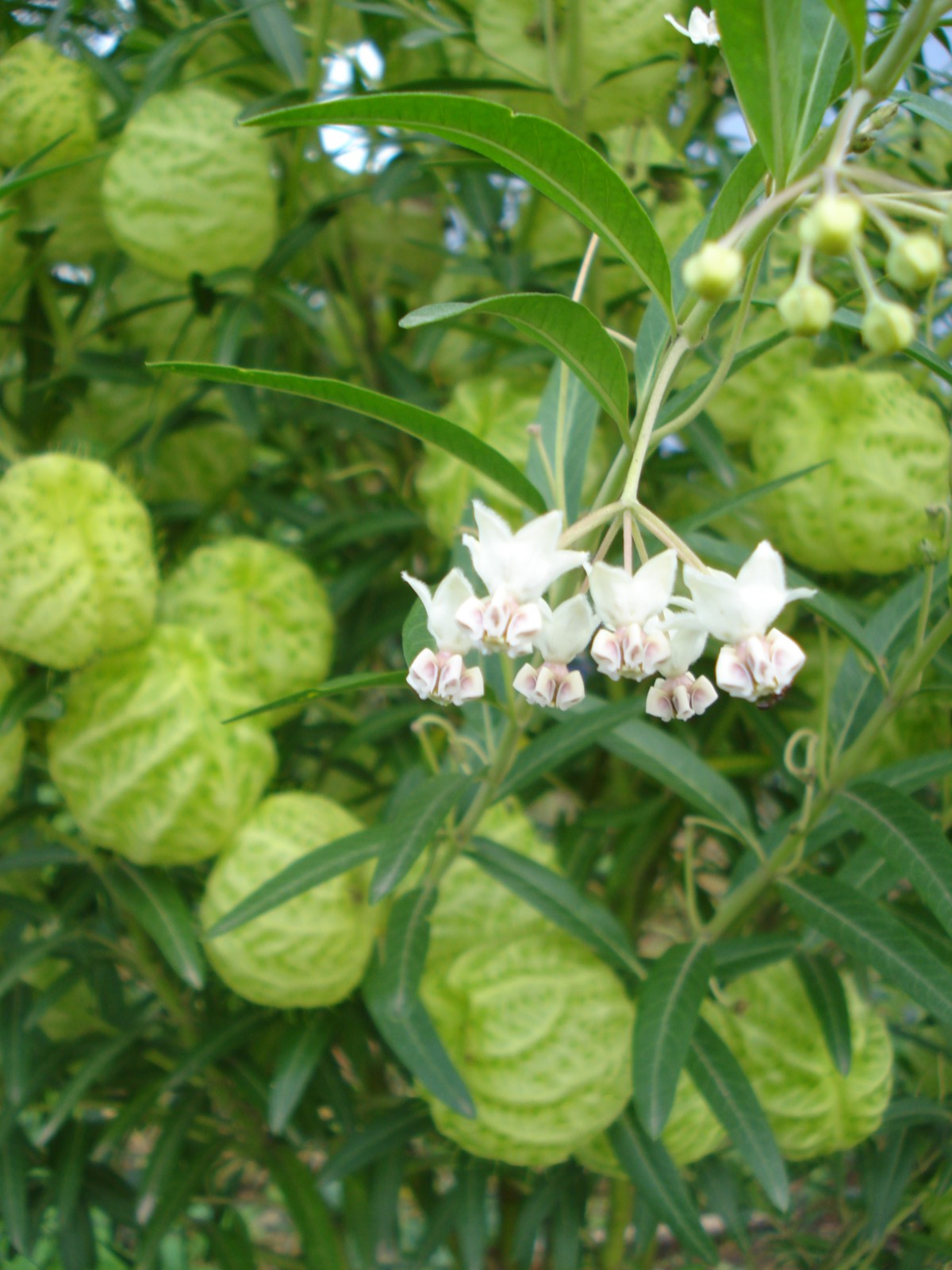 Canguçu em Cores: Saco-de-Velho - Asclepias physocarpa - Imagens