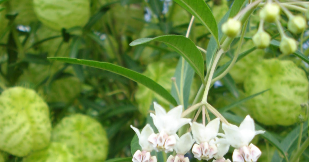 deVelho Asclepias physocarpa Imagens Canguçu RS Brasil deVelho Asclepias physocarpa Imagens Canguçu RS Brasil