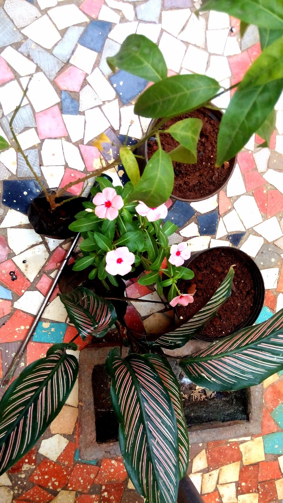 Garden Care Simplified Betel leaf Pan Climber and My Lovely New