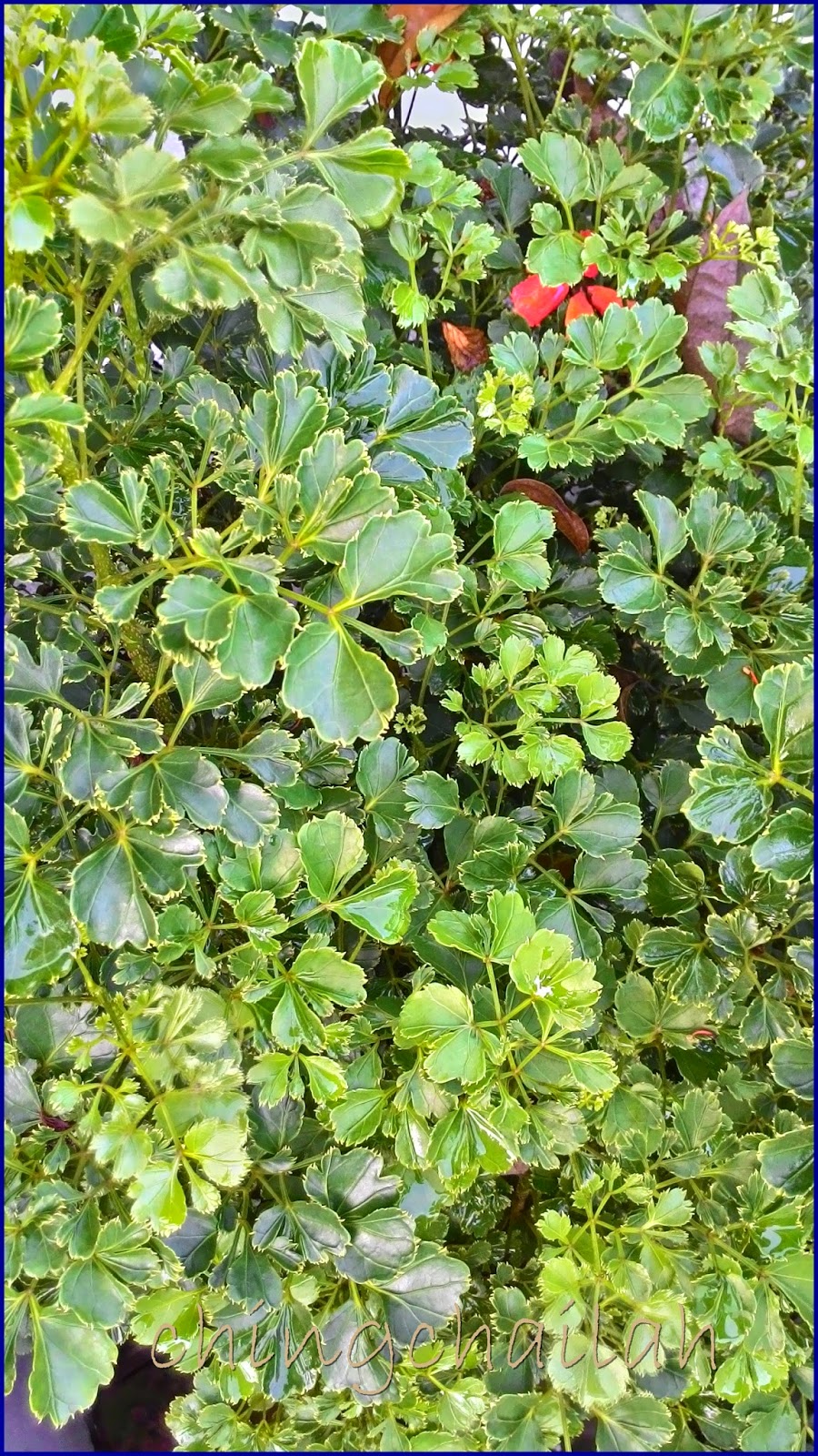 Shrubs