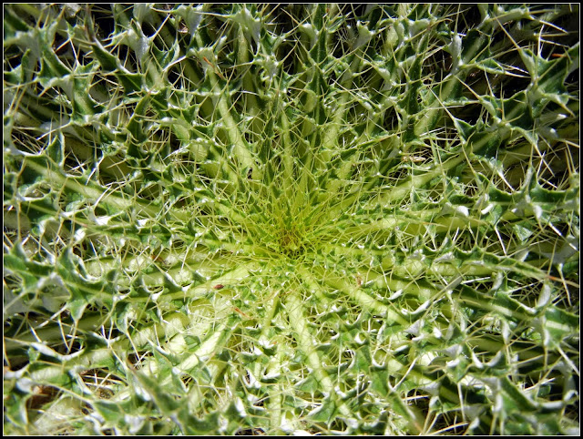 A cactus like plant up close in Bighorn National Forest in Wyoming