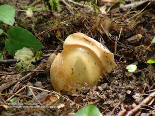 Phallus impudicus DSC86340