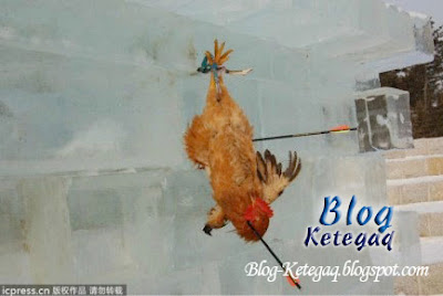 Tradisi panah ayam hidup-hidup di China
