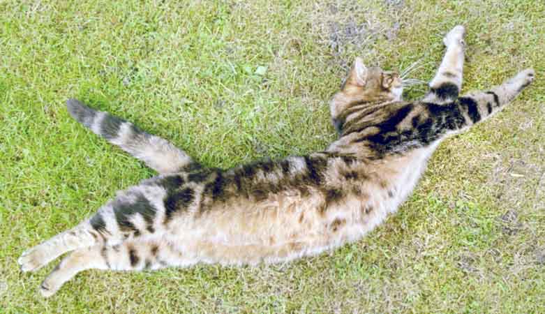 9 Fakta Tingkah Kucing yang Aneh dan Unik - Misteri, Fakta