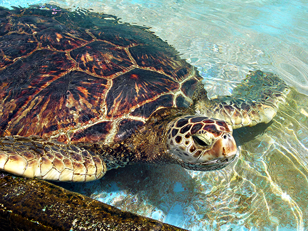 la-caretta-y-el-pez-luna-las-tortugas-marinas-son-gal-pagos