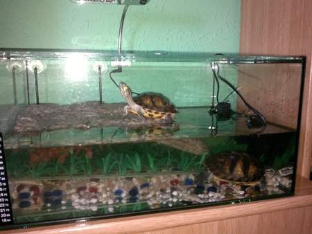 tortugas-orejas-amarillas-cuidados-acuario-habitat-adecuado