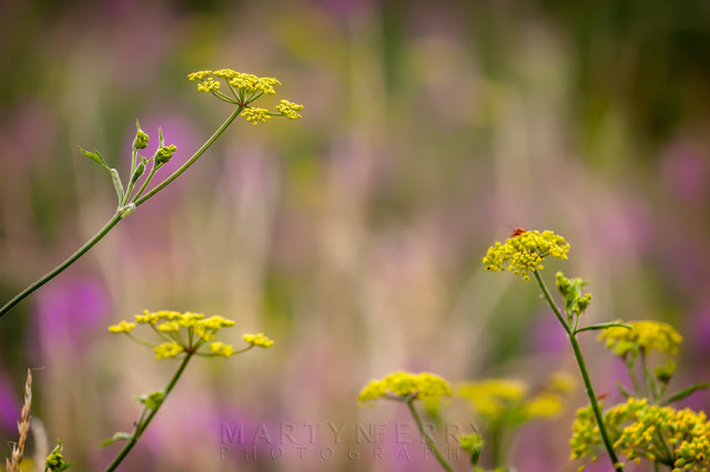 Beautiful wildflower colours at Barnack Hills & Holes Nature Reserve