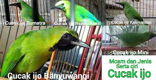 Ciri Dan Jenis Burung Cucak Ijo Belajar