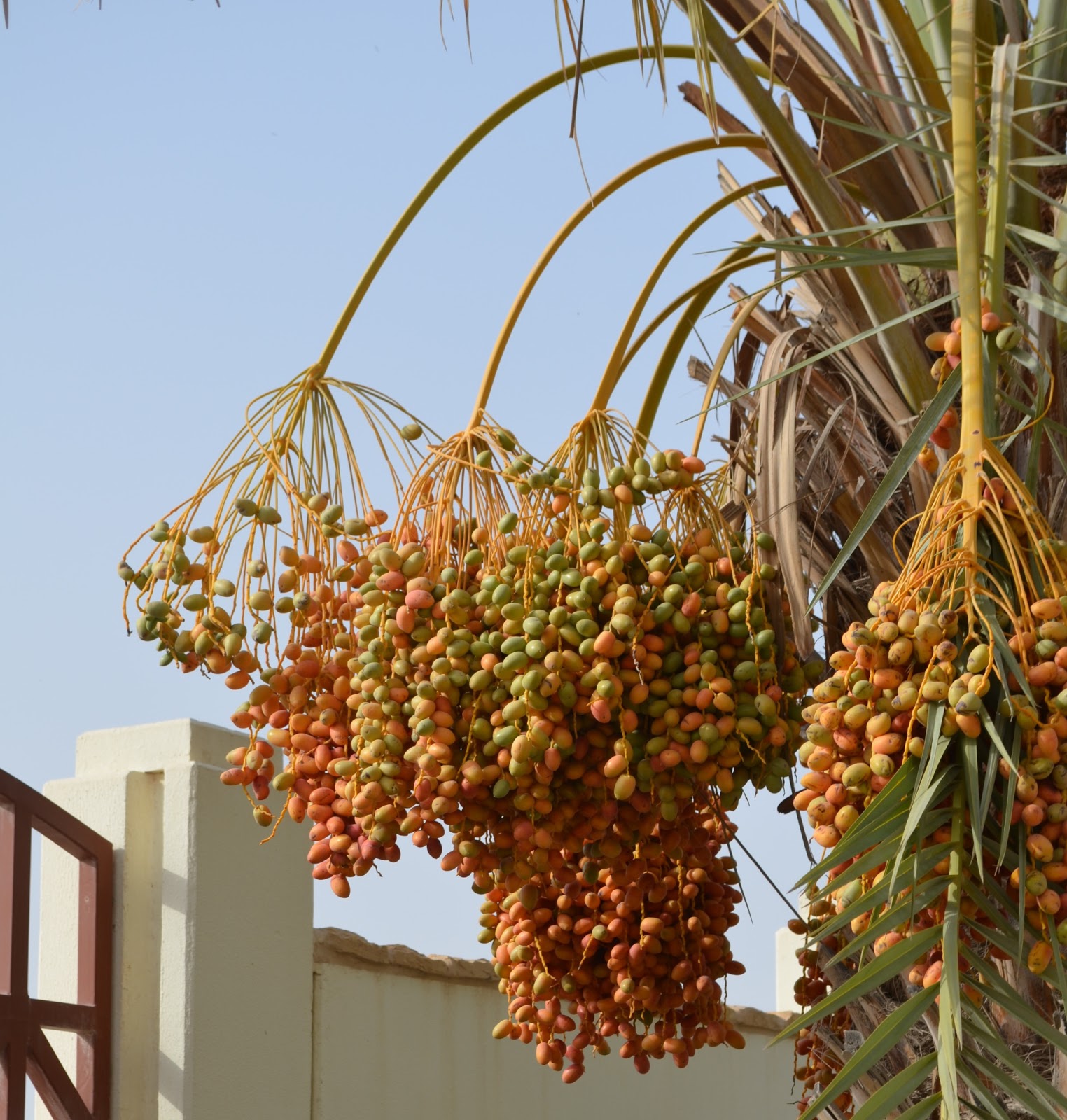 Chutes in Qatar Date season