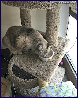 Natural Balance Limited Ingredient Cat Food Review Natural Balance Limited Ingredient Cat Food Review