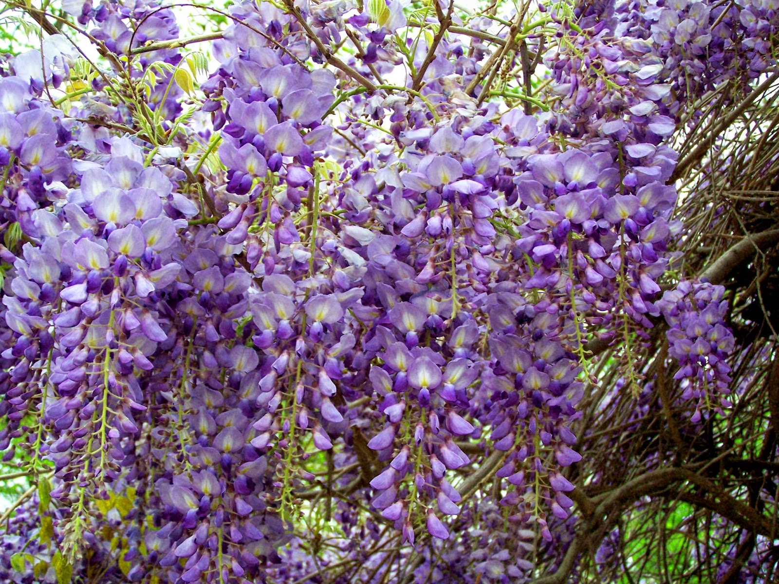 Tell Me A Story WISTERIA