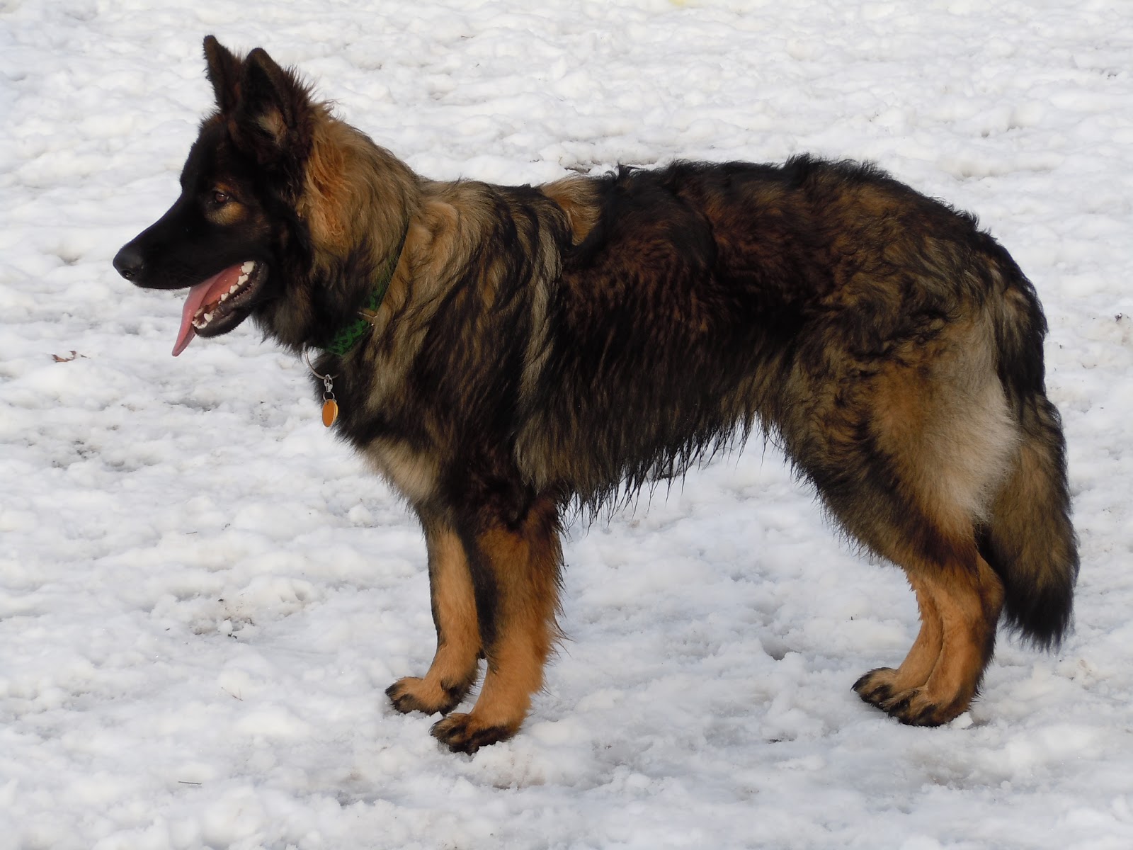 Gobles Sonar vom Shipwreck Coat Color changes of the Sable German Shepherd