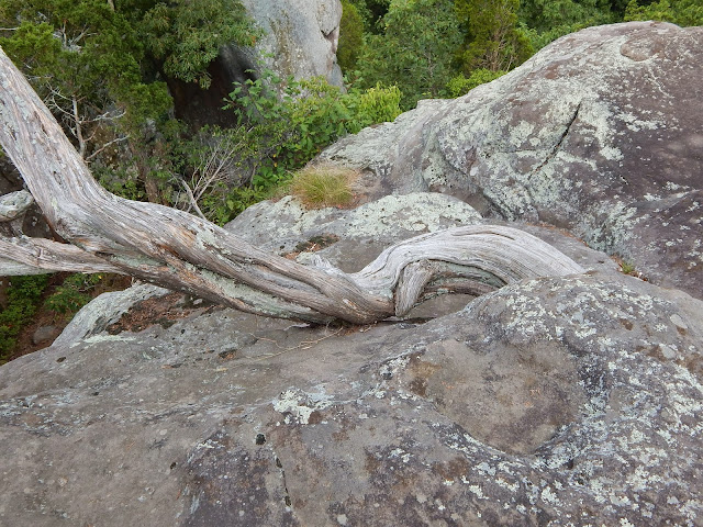 The trees grow through the rock in strange formation #carmapoodale
