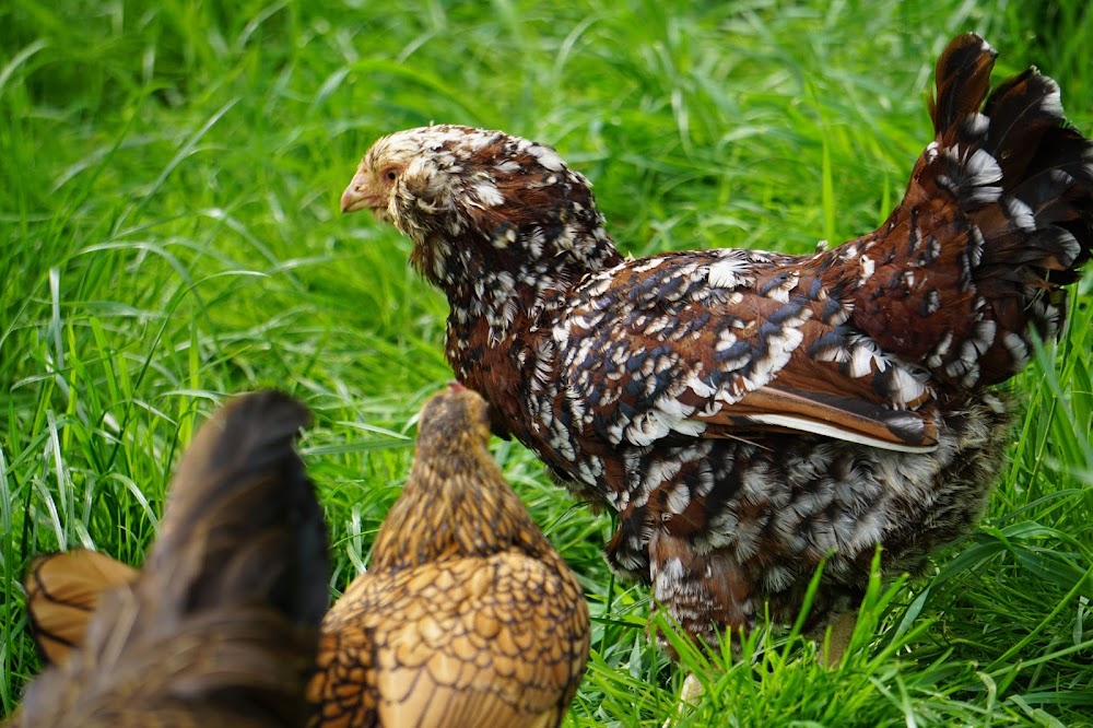 Huehner Info De Forum