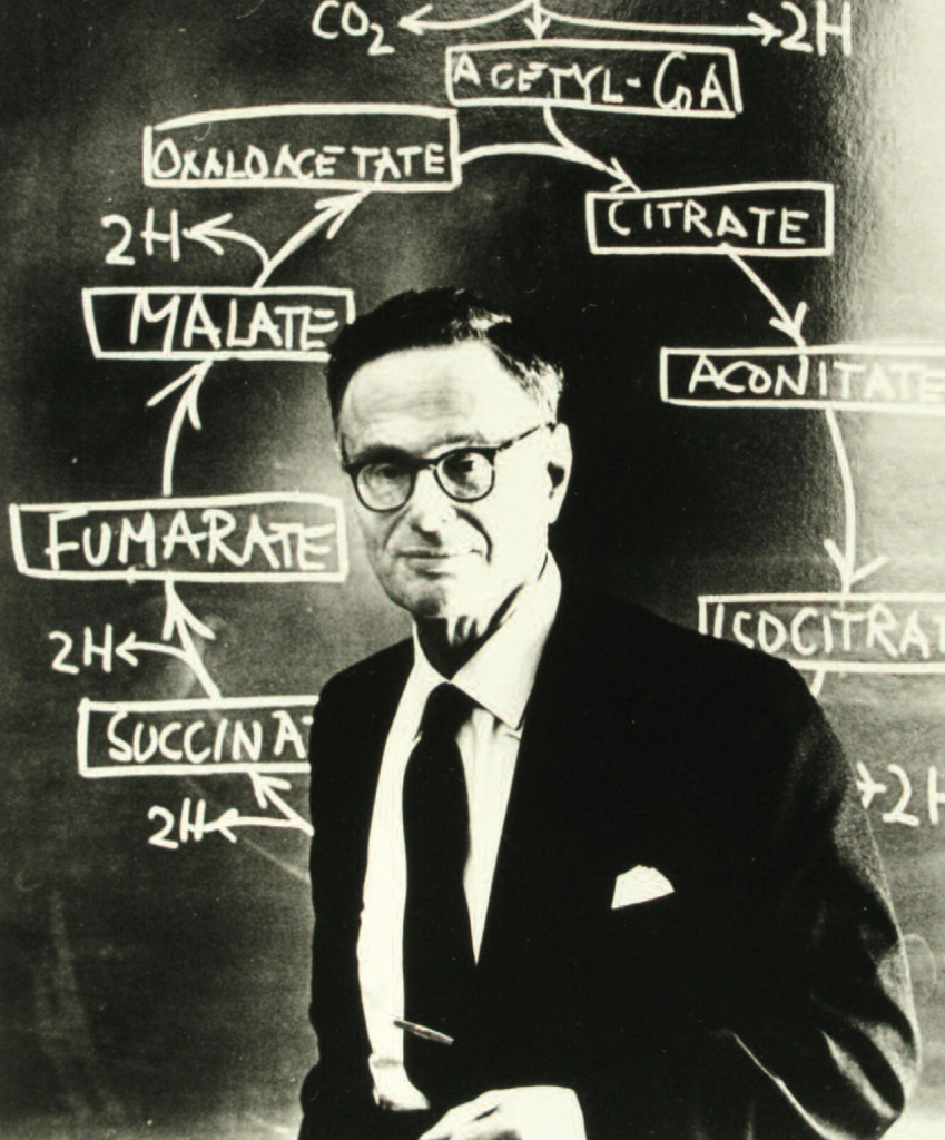 Decoding Krebs Cycle I Citrate (6C) to SuccinylCoA (4C)