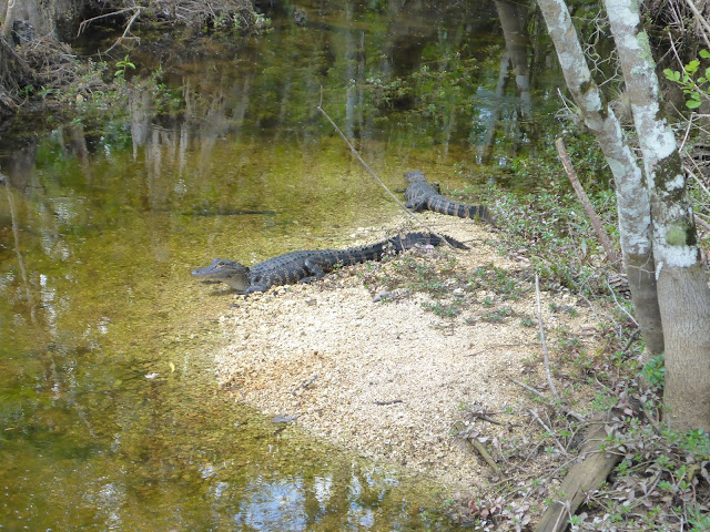 Alligators Fakahatchee Strand Preserve Everglades Floride