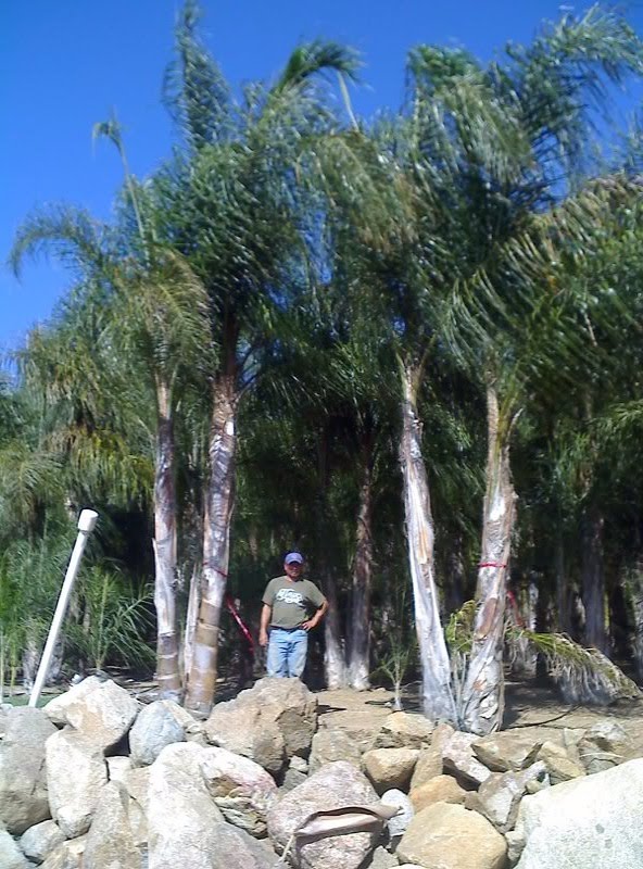 Gregory Palm Farms SPECIMEN QUEEN PALMS... HARDY, SHADY AND PRETTY
