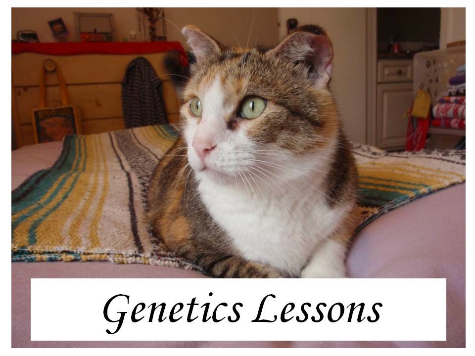 Click for an index of my genetics lessons.